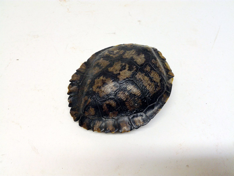 caparazon tortuga animal 5.5x14x12 1u